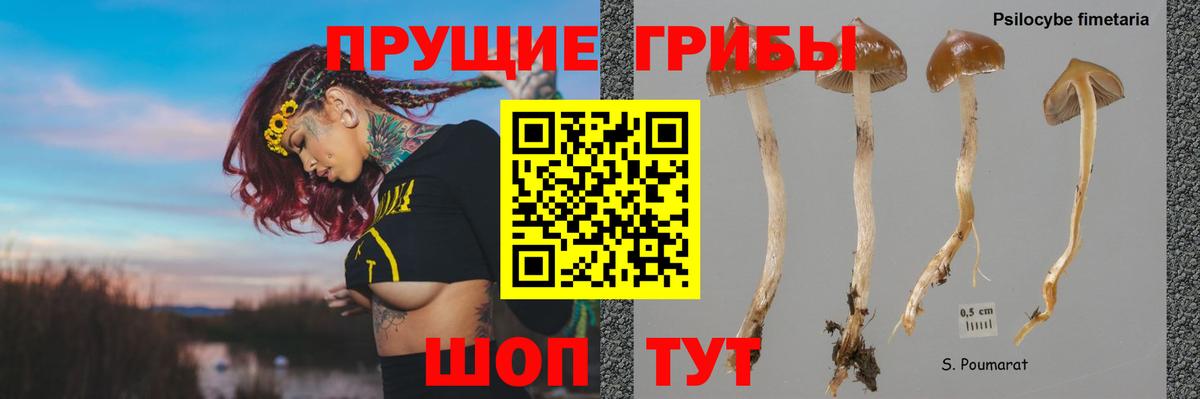Псилоцибиновые грибы GOLDEN TEACHER Новодвинск